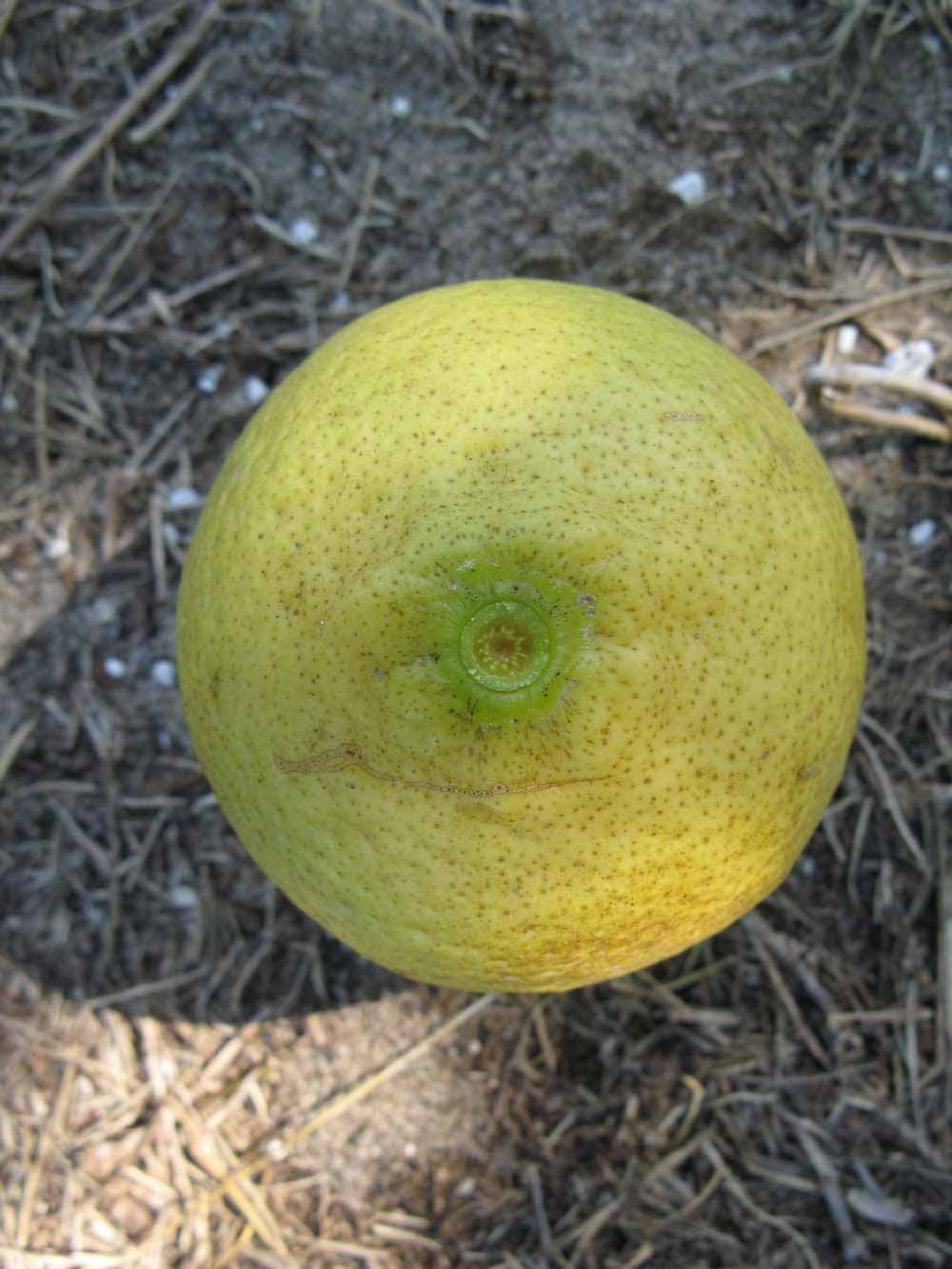              Fruit (Todo del Ano, Winter Haven, FL)       